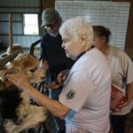 2021- Visiting an alpaca farm in Circleville, Ohio