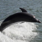 PH 2013 (circa) - Dolphin in Estero Bay, FL