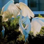 PH - egrets, Hudson, FL
