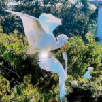 PH - egrets2, Hudson, FL
