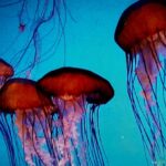 PH - jellyfish